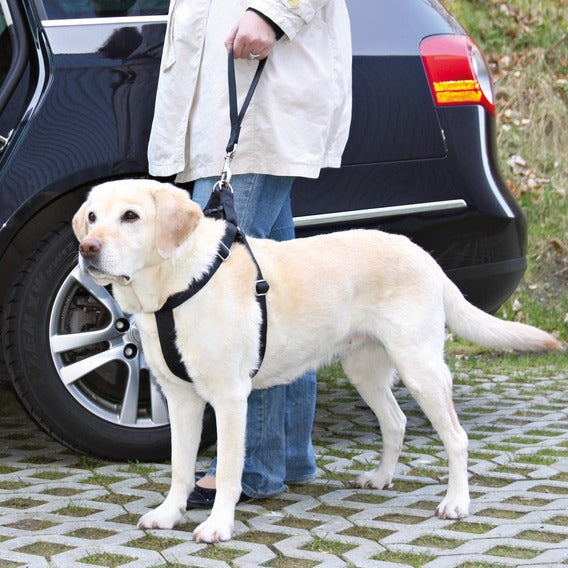 Labrador seat belt best sale