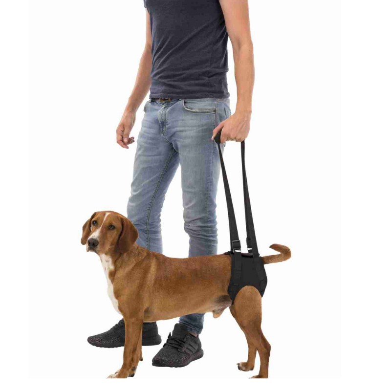 Dog walking clearance aid harness