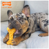 Nylabone Extreme Chew Bone Cheese