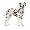 Royal Canin Dalmatian